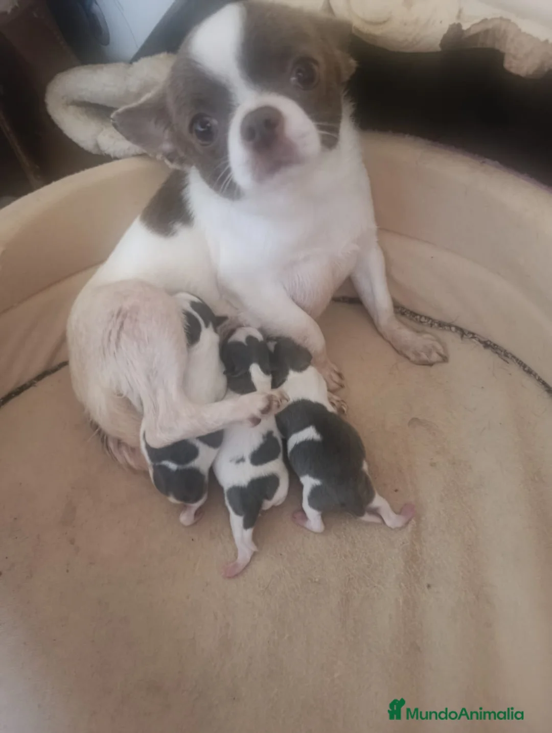 Chihuahua perros en venta: CHIHUAHUAS TOYS EXCLUSIVOS - Anuncio 1