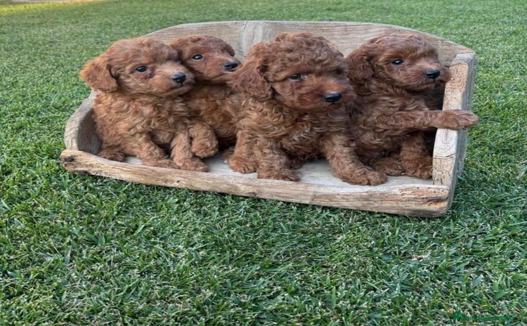 Caniche Toy perros - Anuncio 13