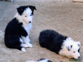Border Collie perros Boder Collie Getafe - Anuncio 1