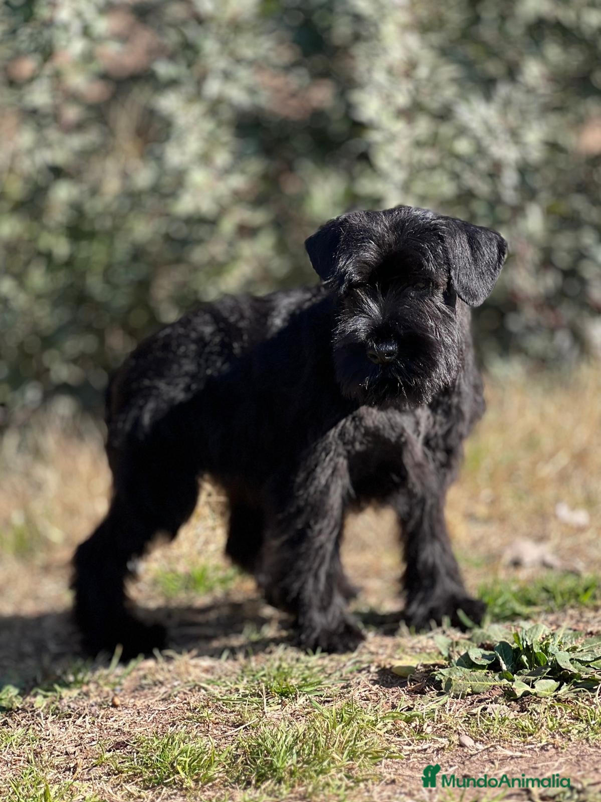 Schnauzer Mediano perros SCHNAUZER NEGRI SÓLIDO EXCELENTE LINEA en Barcelona - Anuncio 2