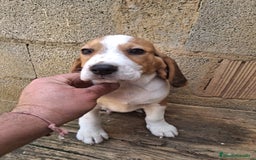 Beagle perros en venta: Beagle  - Anuncio 1