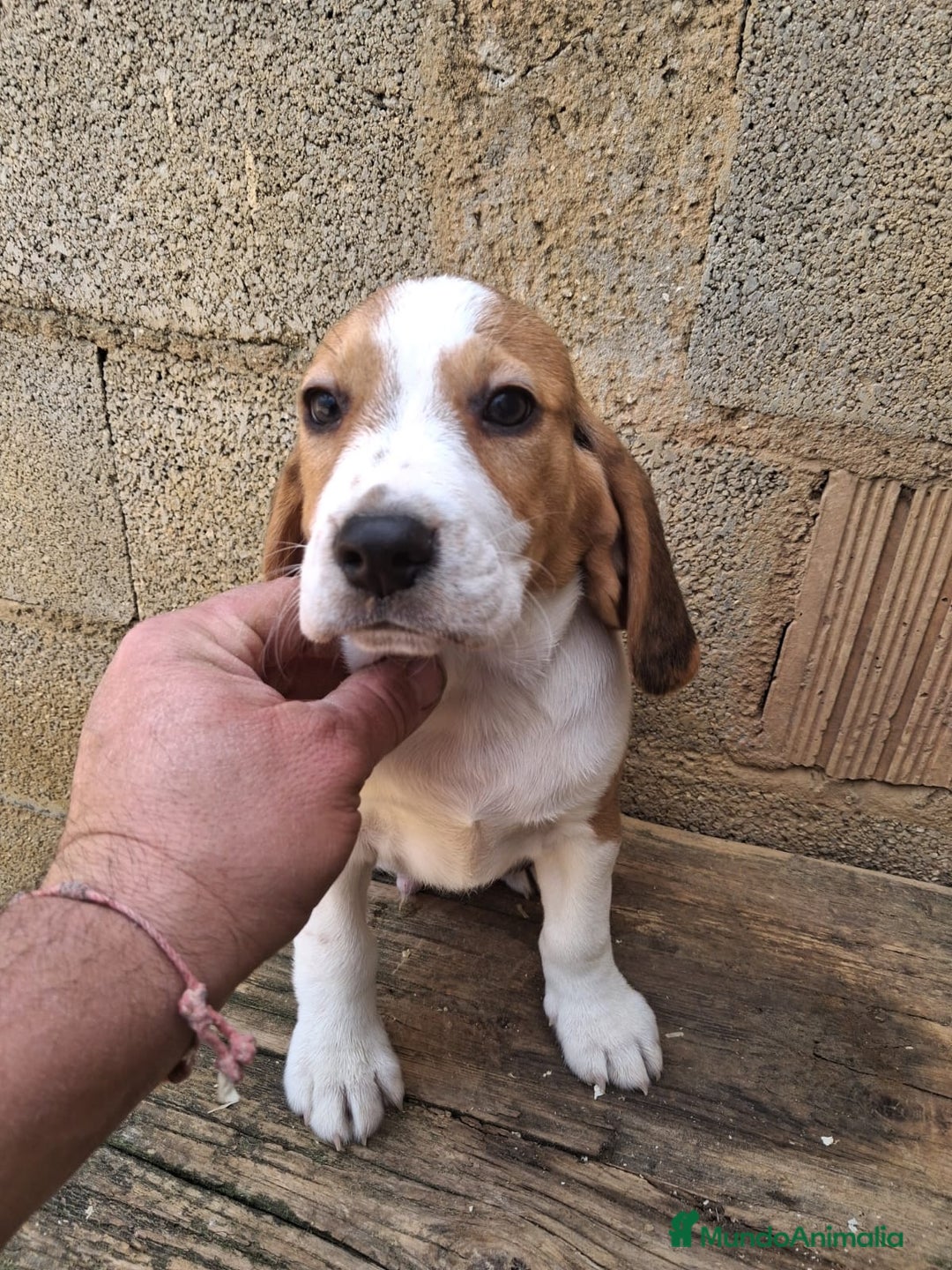 Beagle perros en venta: Beagle  - Anuncio 1