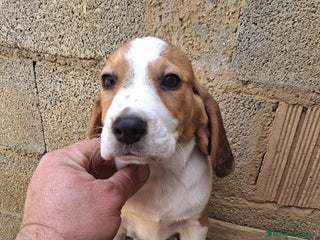 Beagle perros Beagle - Anuncio 1