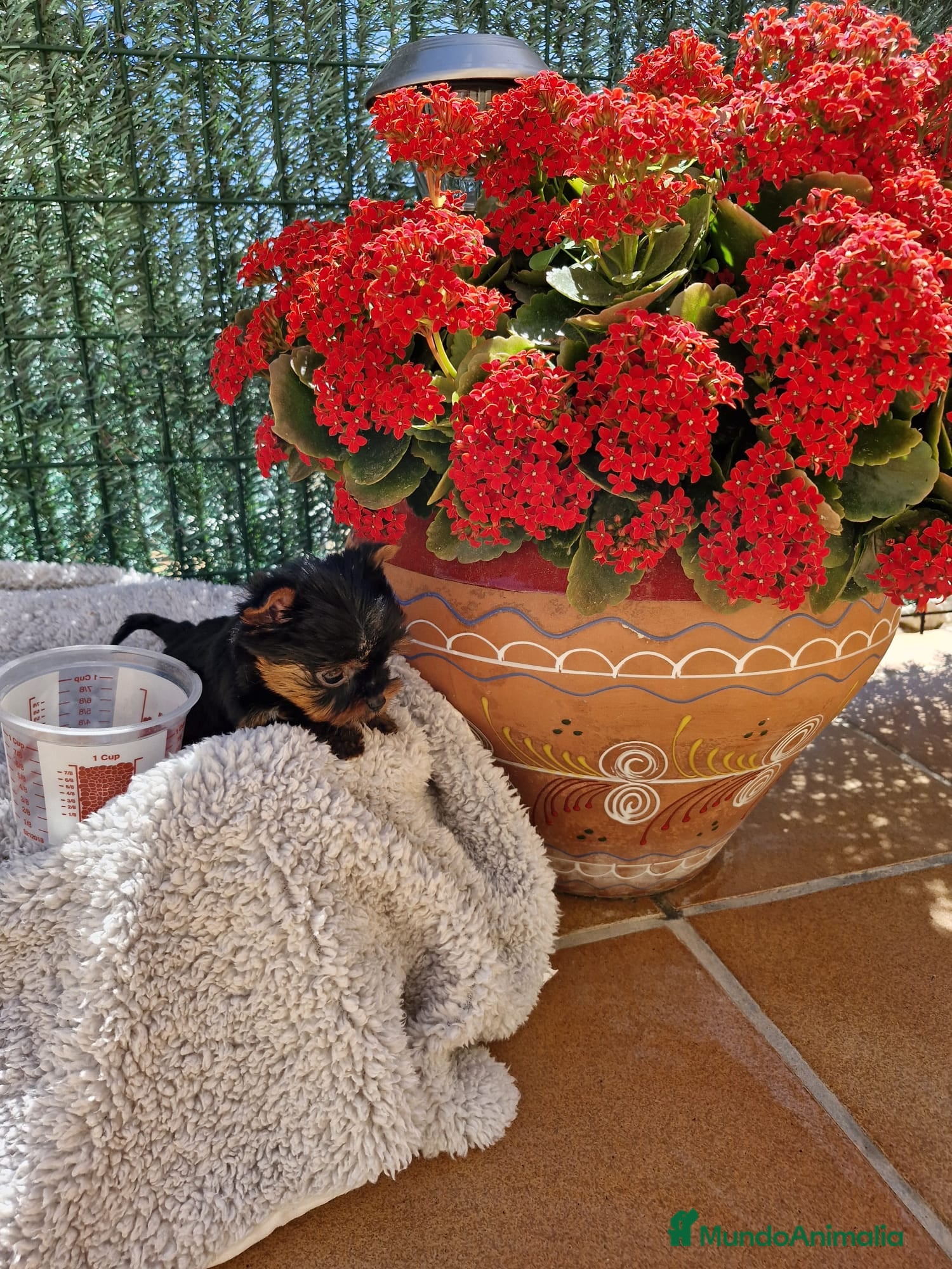 Yorkshire Terrier perros Yorkshire toy en Barcelona - Anuncio 2