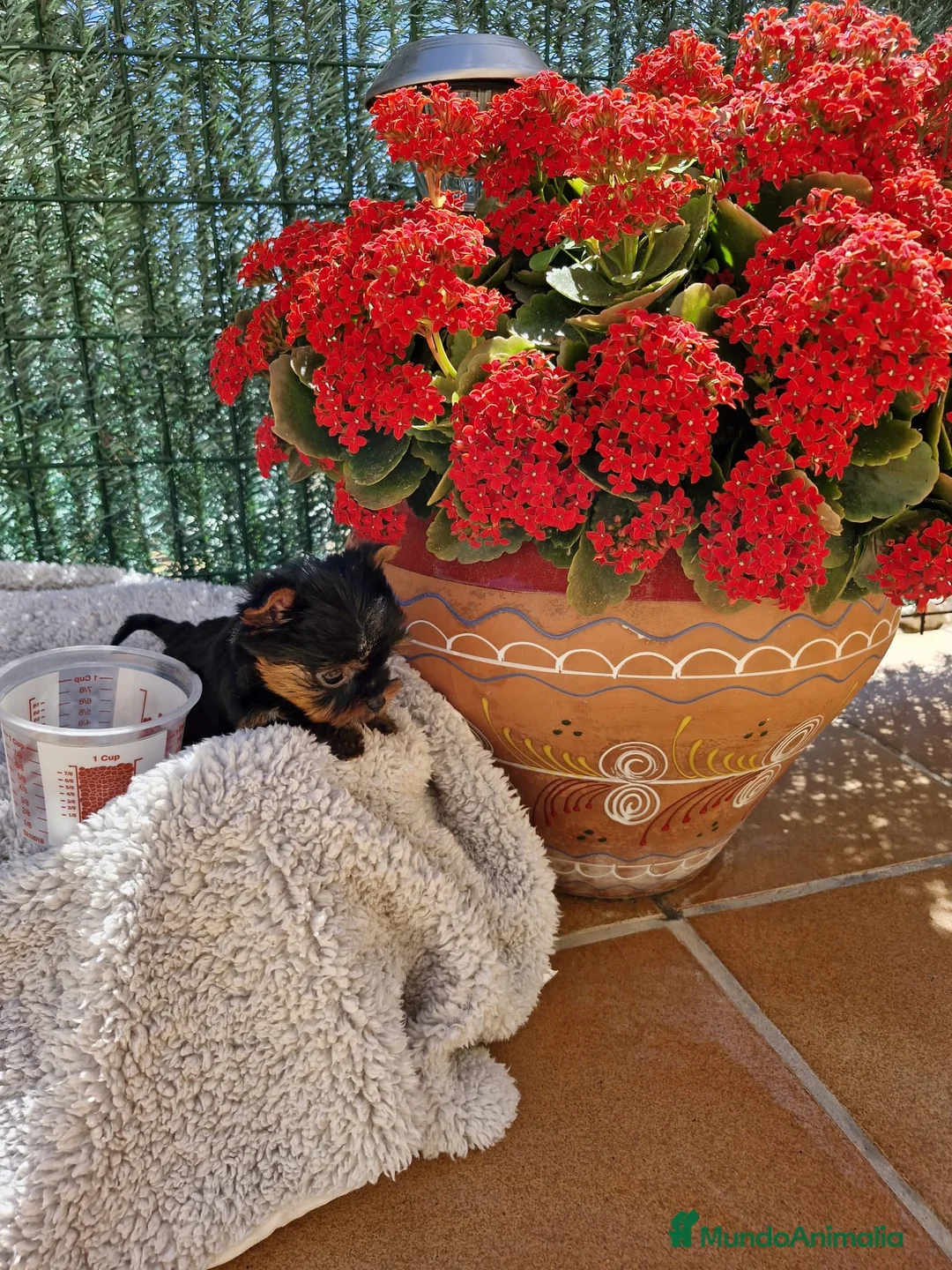 Yorkshire Terrier perros en venta: Yorkshire toy en Barcelona - Anuncio 2