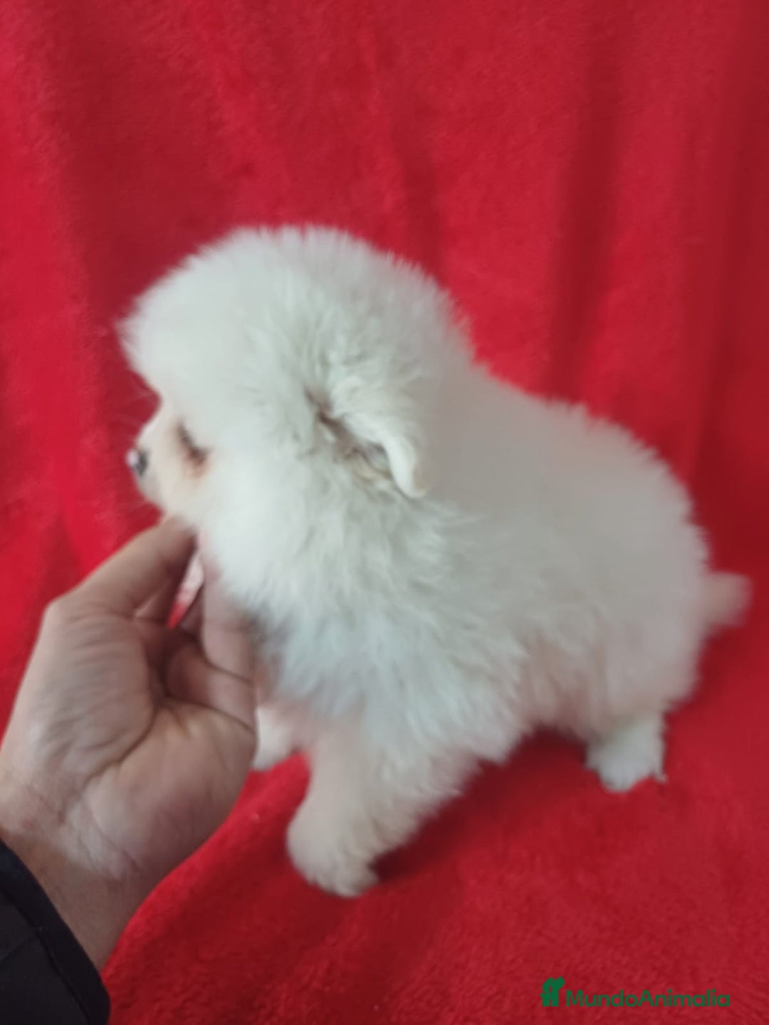 Pomerania perros en venta: Pomerania Mini  - Anuncio 3