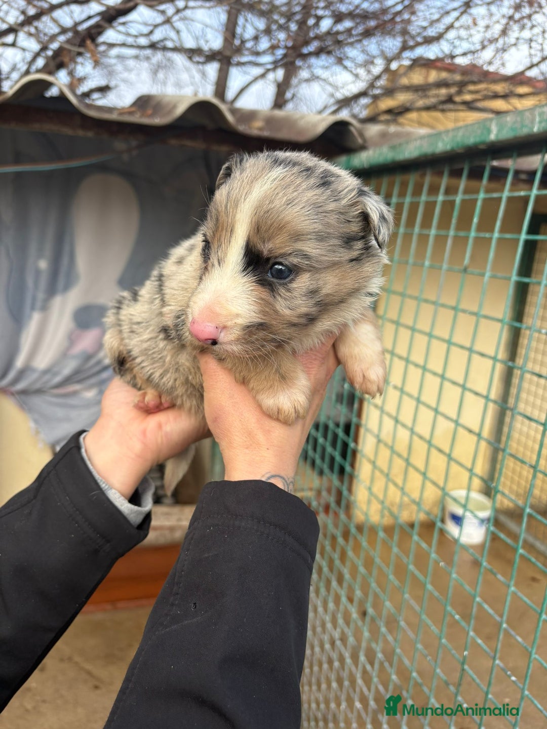 Border Collie perros en venta: Cachorro Macho Border Collie merle - Anuncio 2