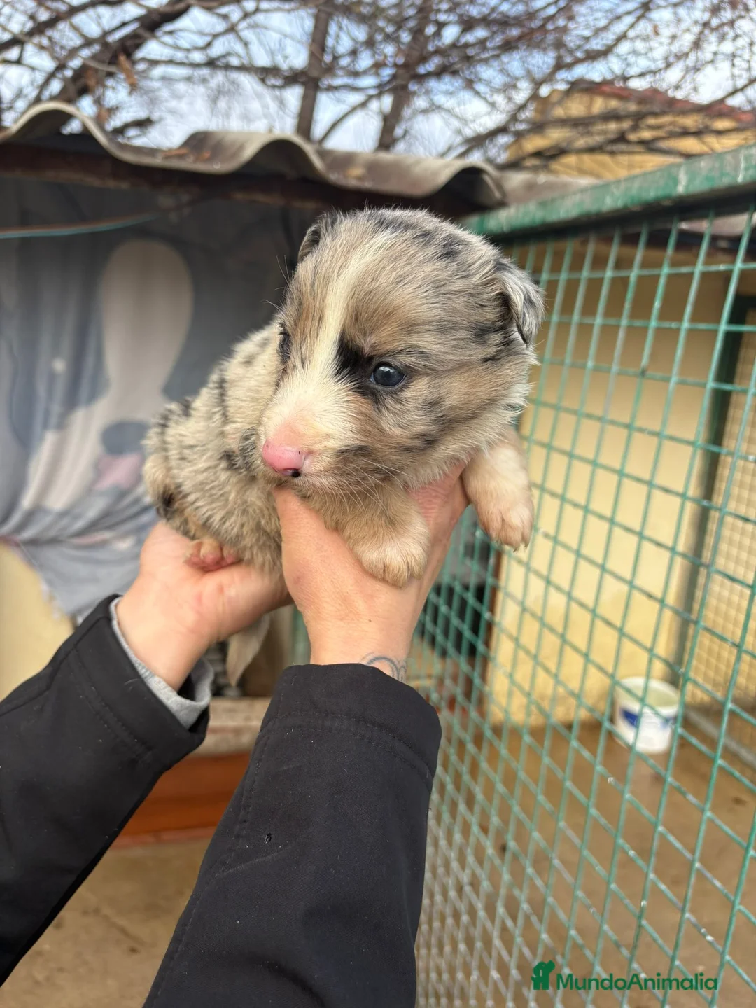 Border Collie perros en venta: Cachorro Macho Border Collie merle - Anuncio 2