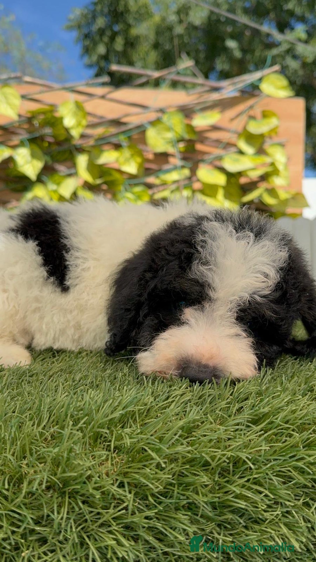 Perro de Agua Español perros en venta: PERRO DE AGUA MACHO - Imagen 9