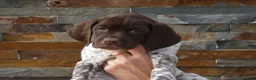 Braco Francés tipo Pirineos Talla Pequeña perros en venta: CACHORROS DE BRACO FRANCÉS DE SUSAN DE BEAUTÉ - Anuncio 13