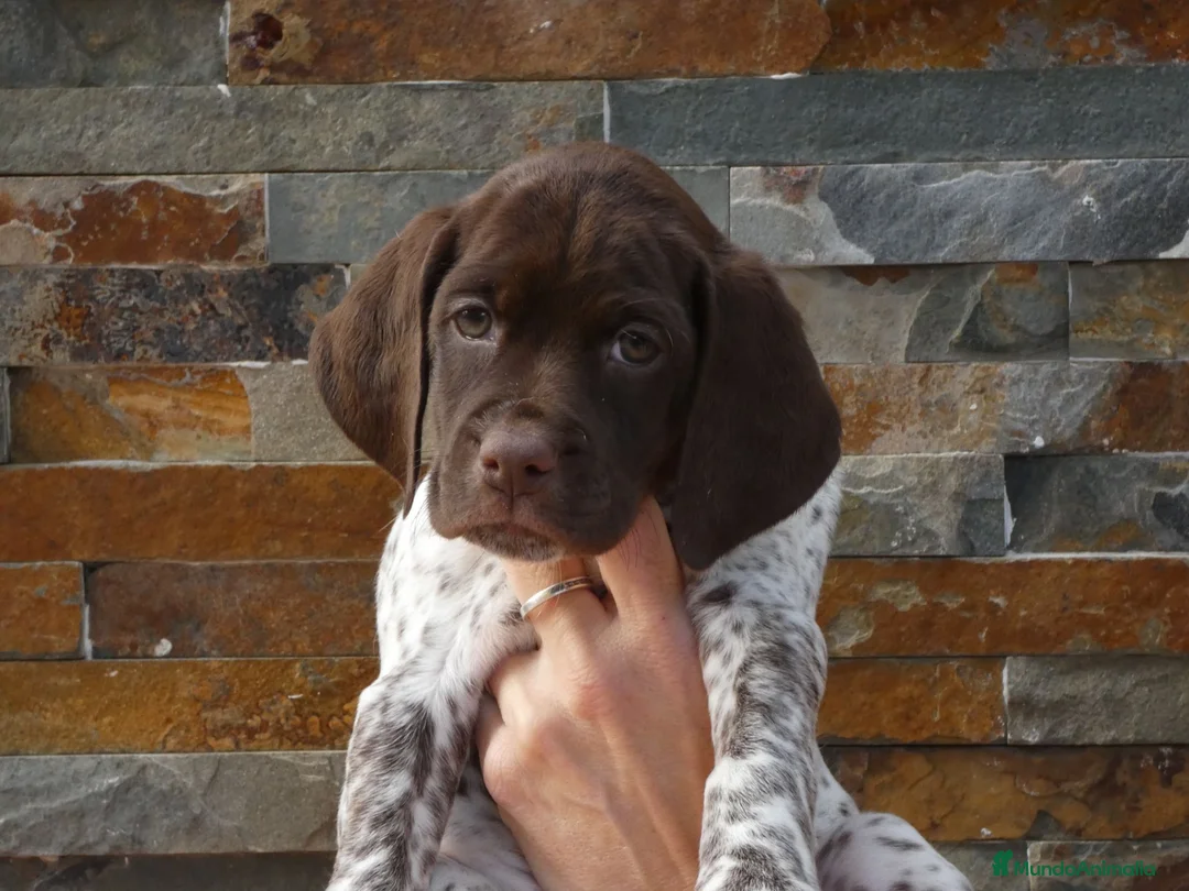 Braco Francés tipo Pirineos Talla Pequeña perros en venta: CACHORROS DE BRACO FRANCÉS DE SUSAN DE BEAUTÉ - Anuncio 13