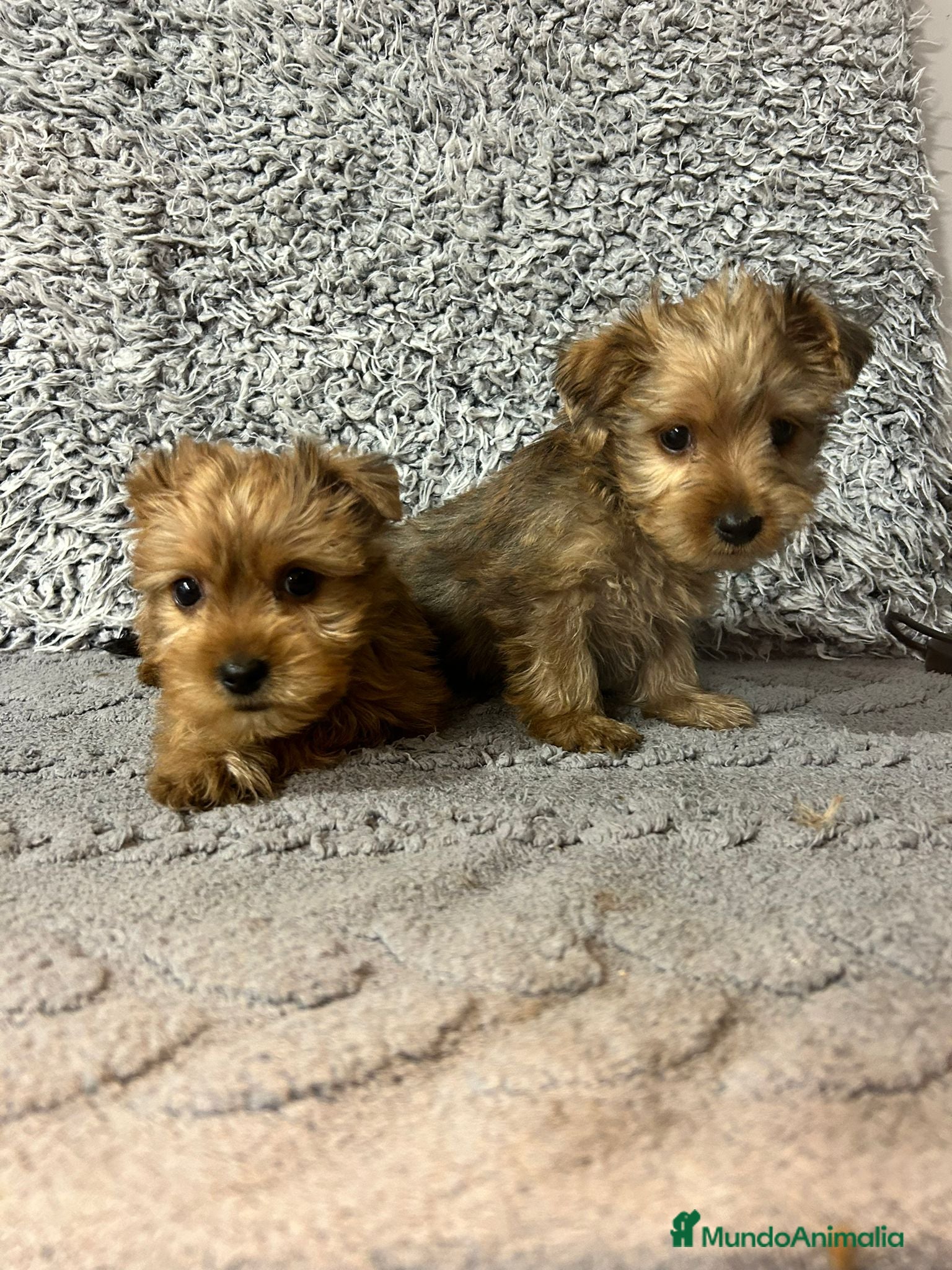 Raza Mixta perros en venta: Yorkipoo - Anuncio 1