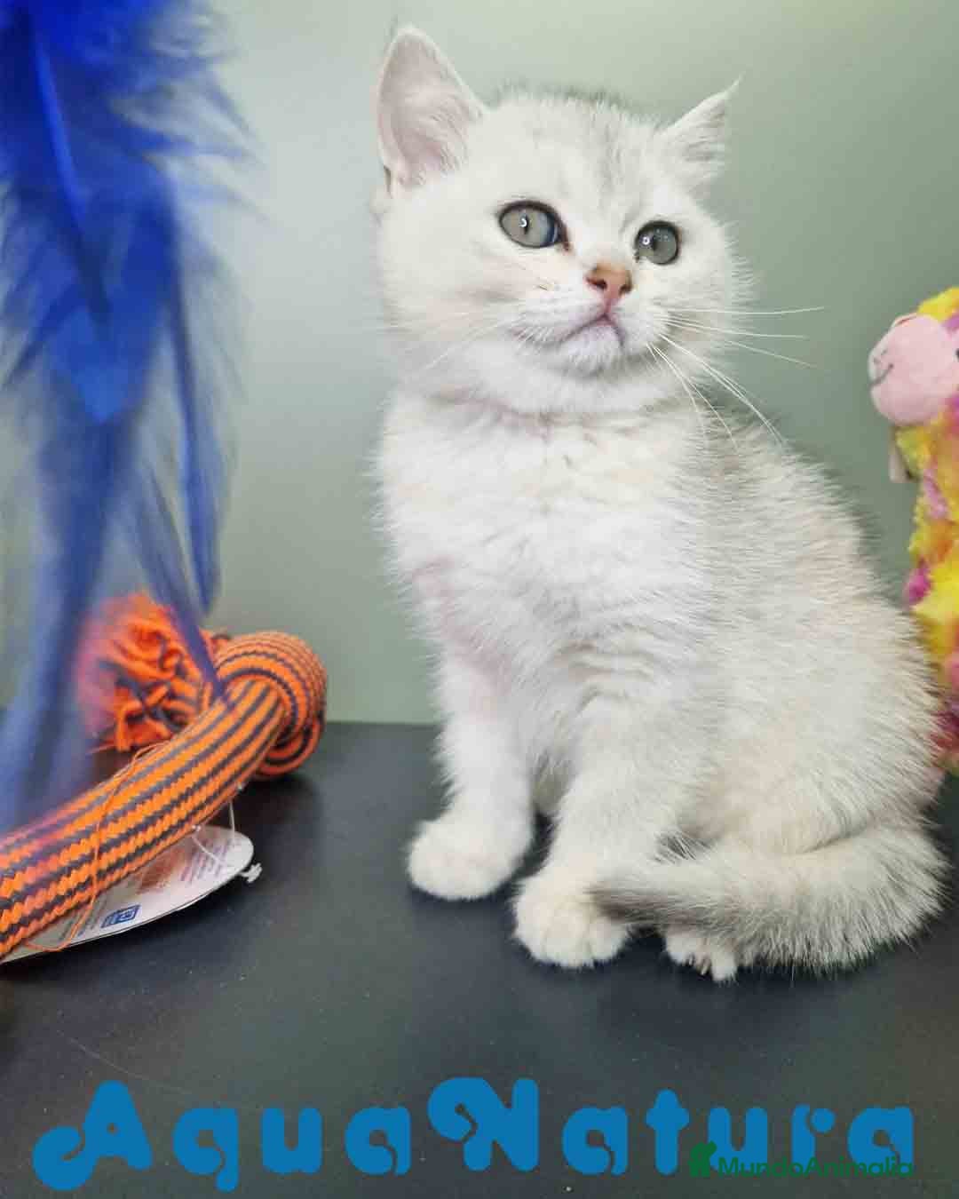 Británico de Pelo Corto gatos British Macho 7794 AQUANATURA - Anuncio 2