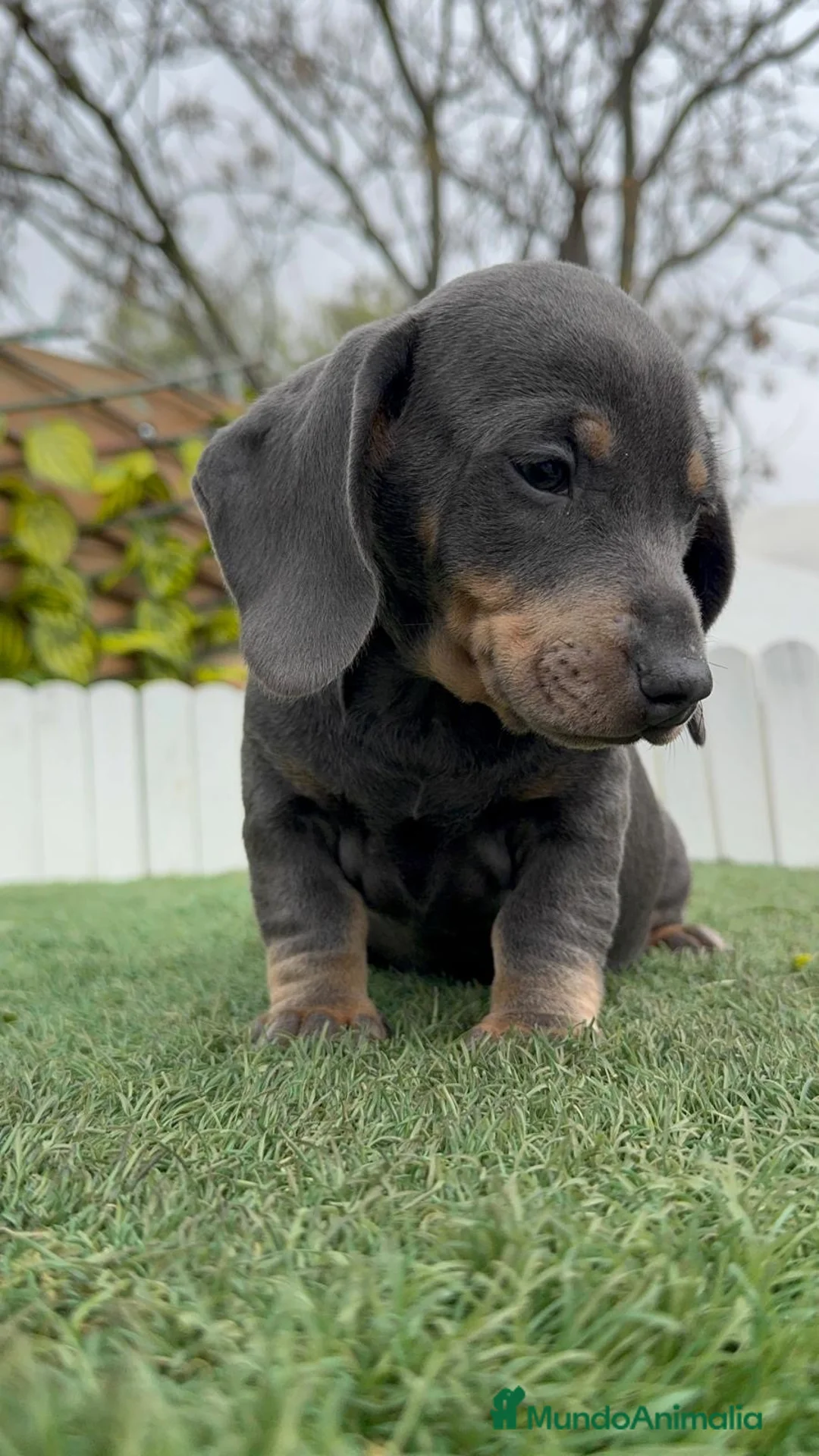 Teckel Miniatura perros en venta: TECKEL MINIATURA BLUE - Anuncio 16