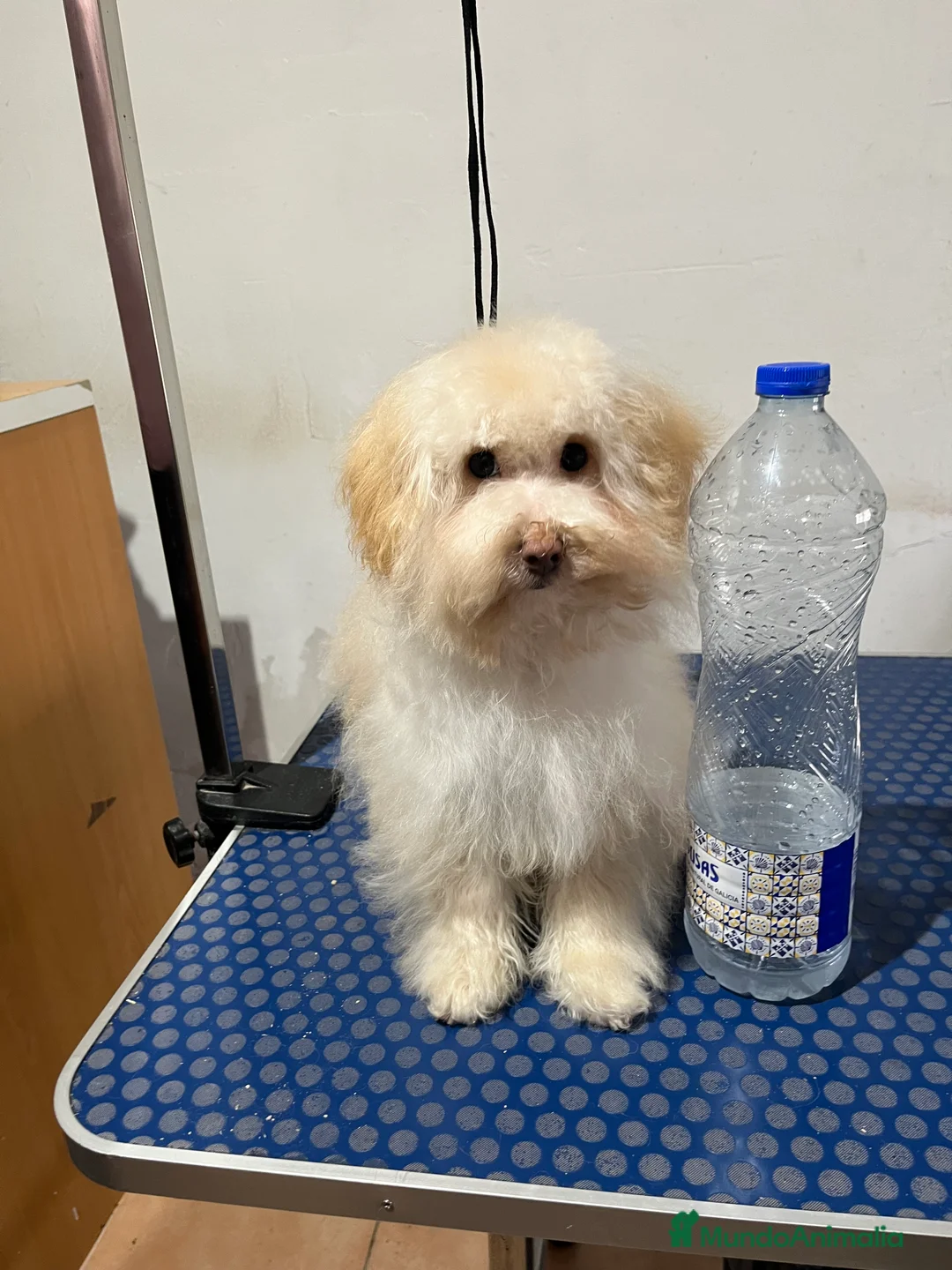Maltipoo perros en venta: Maltipoo  - Anuncio 3