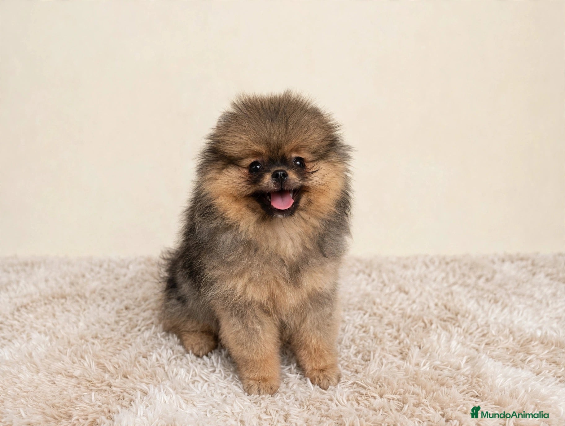 Pomerania perros Pomerania hembra súper calidad - Anuncio 1