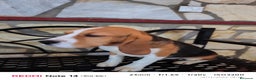 Beagle perros en venta: Cachorros de Beagle  - Anuncio 5