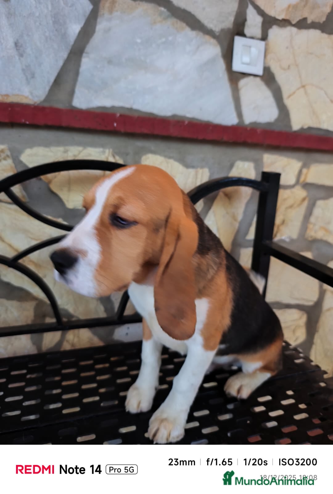 Beagle perros en venta: Cachorros de Beagle  - Anuncio 5