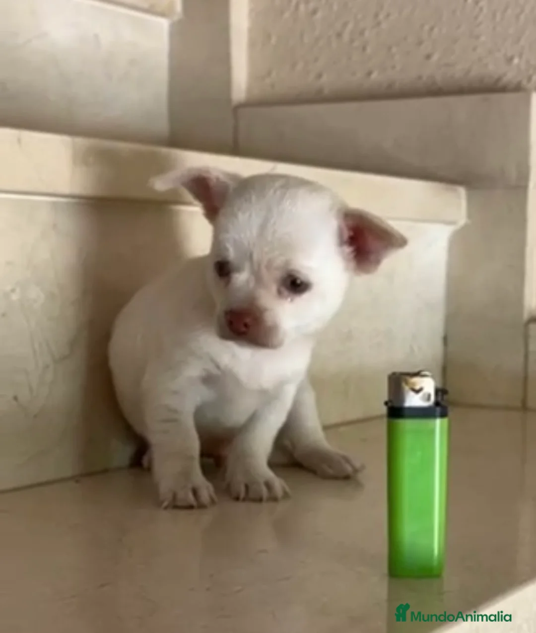 Chihuahua perros en venta: Chihuhua macho  - Anuncio 1