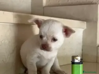 Chihuahua perros Chihuhua macho - Anuncio 2