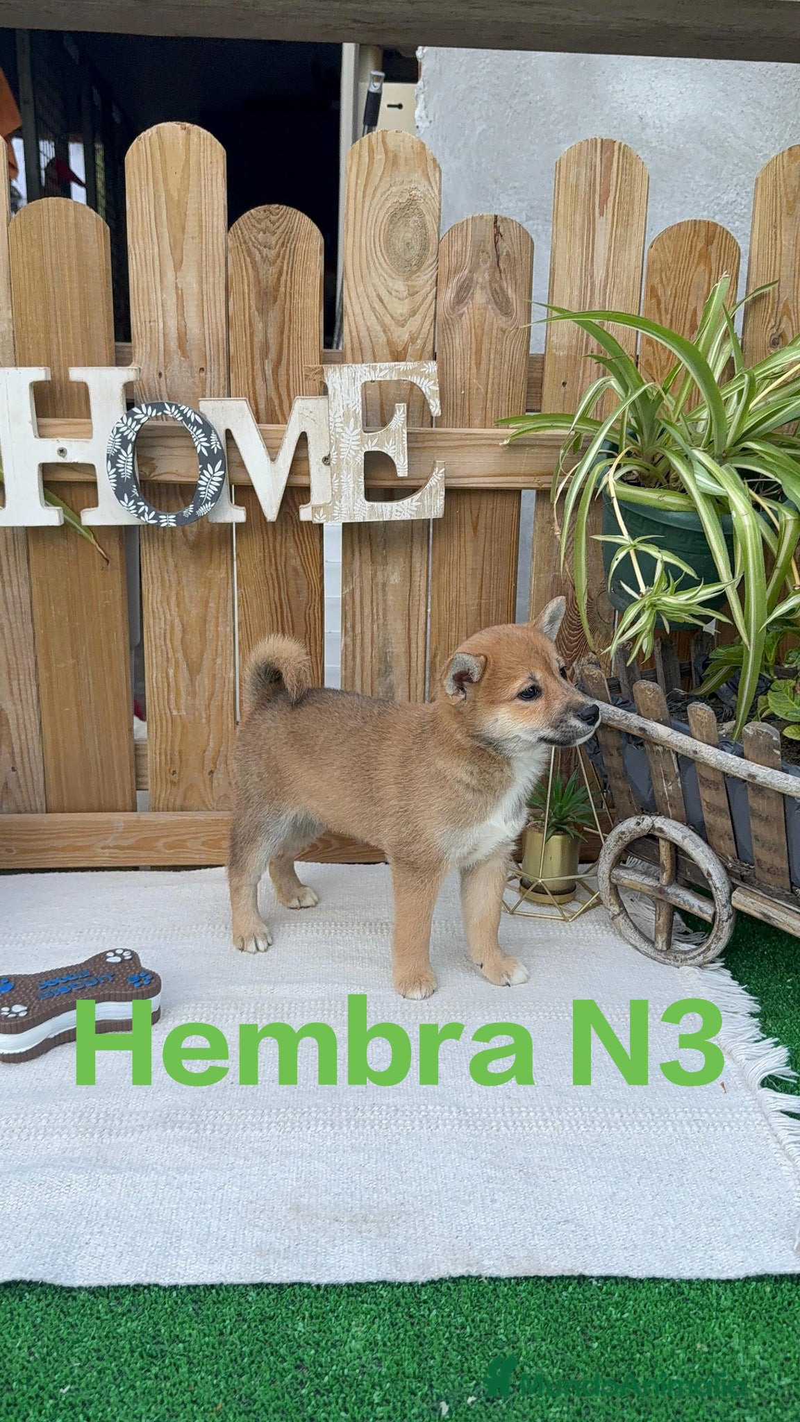 Shiba Inu perros Shiba Inu preciosos color rojo  - Anuncio 2