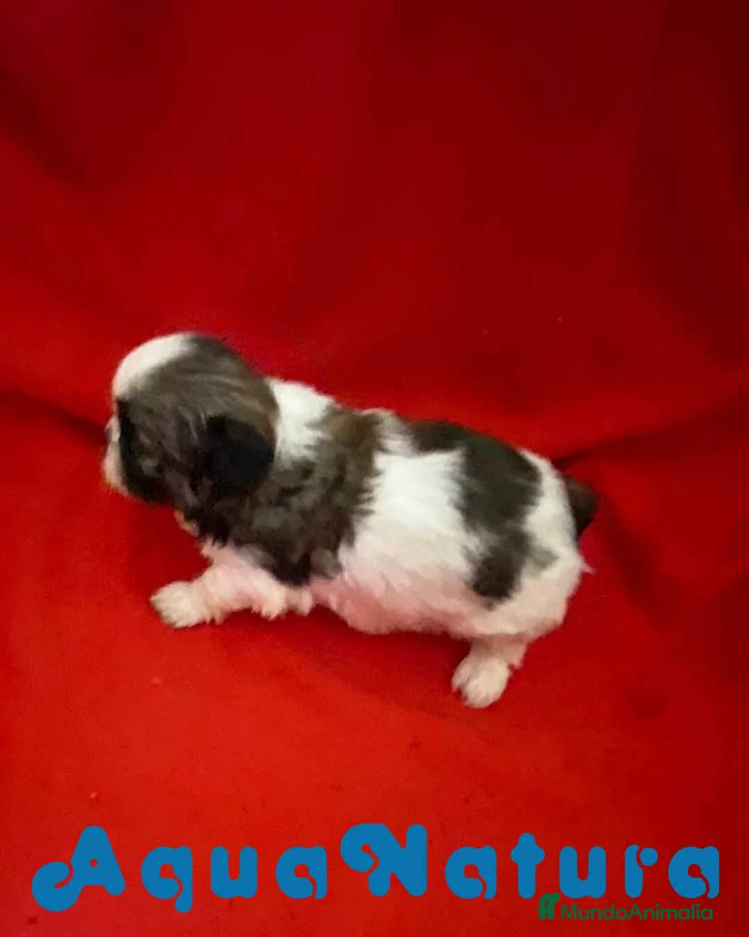 Shih Tzu perros en venta: Shih Tzu Hembra 1 de Ada y Newman AQUANATURA - Anuncio 6
