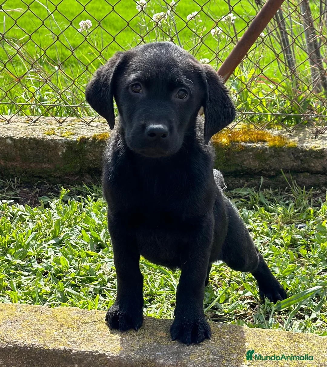 Labrador Retriever perros en venta: Labrador negro en Barcelona - Anuncio 1