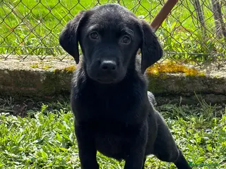 Labrador Retriever perros Labrador negro en Barcelona - Anuncio 30