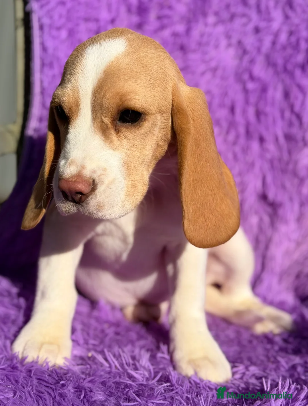 Beagle perros en venta: Beagle hembra limón   - Anuncio 3