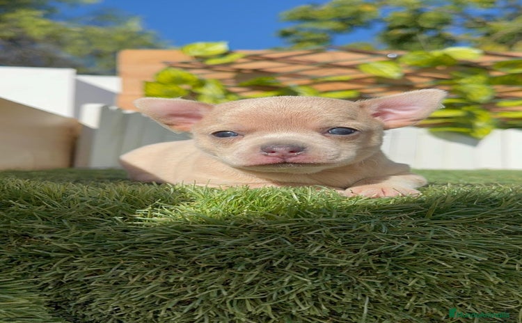 Chihuahua perros - Anuncio 5