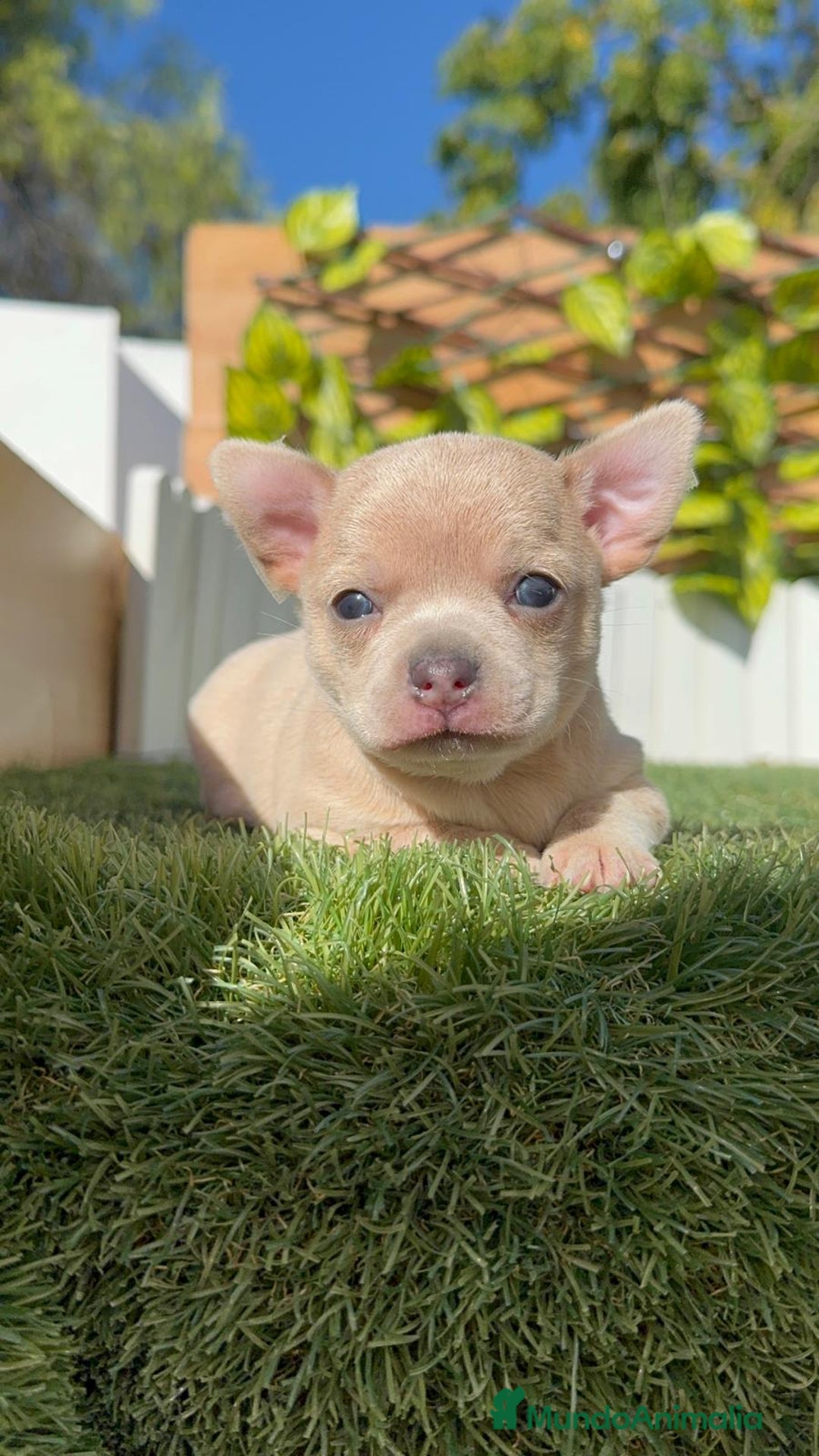 Chihuahua perros en venta: CHIHUAHUA HEMBRA - Imagen 2