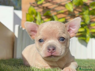 Chihuahua perros - Anuncio 6