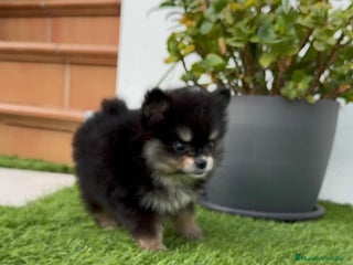 Pomerania perros - Anuncio 32