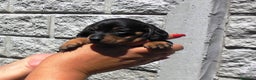 Teckel Miniatura perros en venta: Teckel preciosos  en Ciudad Real - Anuncio 4