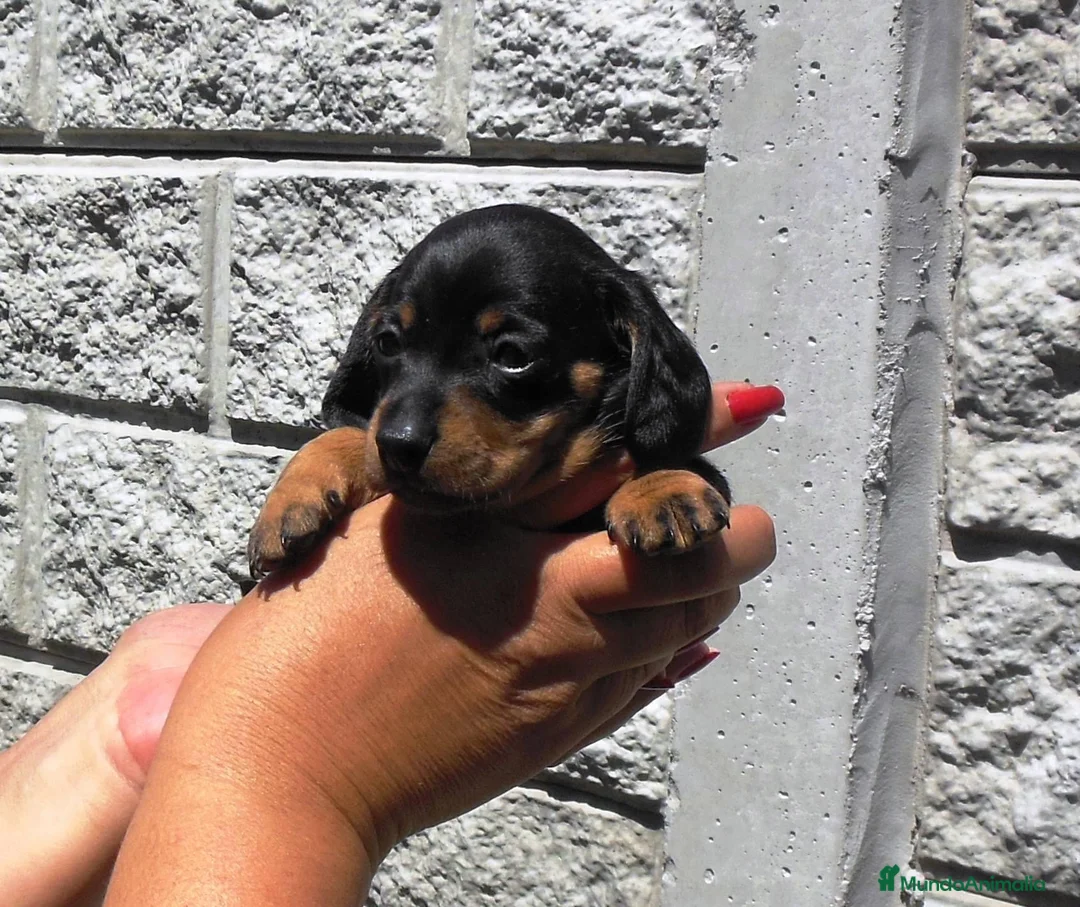 Teckel Miniatura perros en venta: Teckel preciosos  en Ciudad Real - Anuncio 4