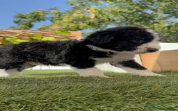 Perro de Agua Español perros en venta: PERRO DE AGUA RABON - Imagen 11