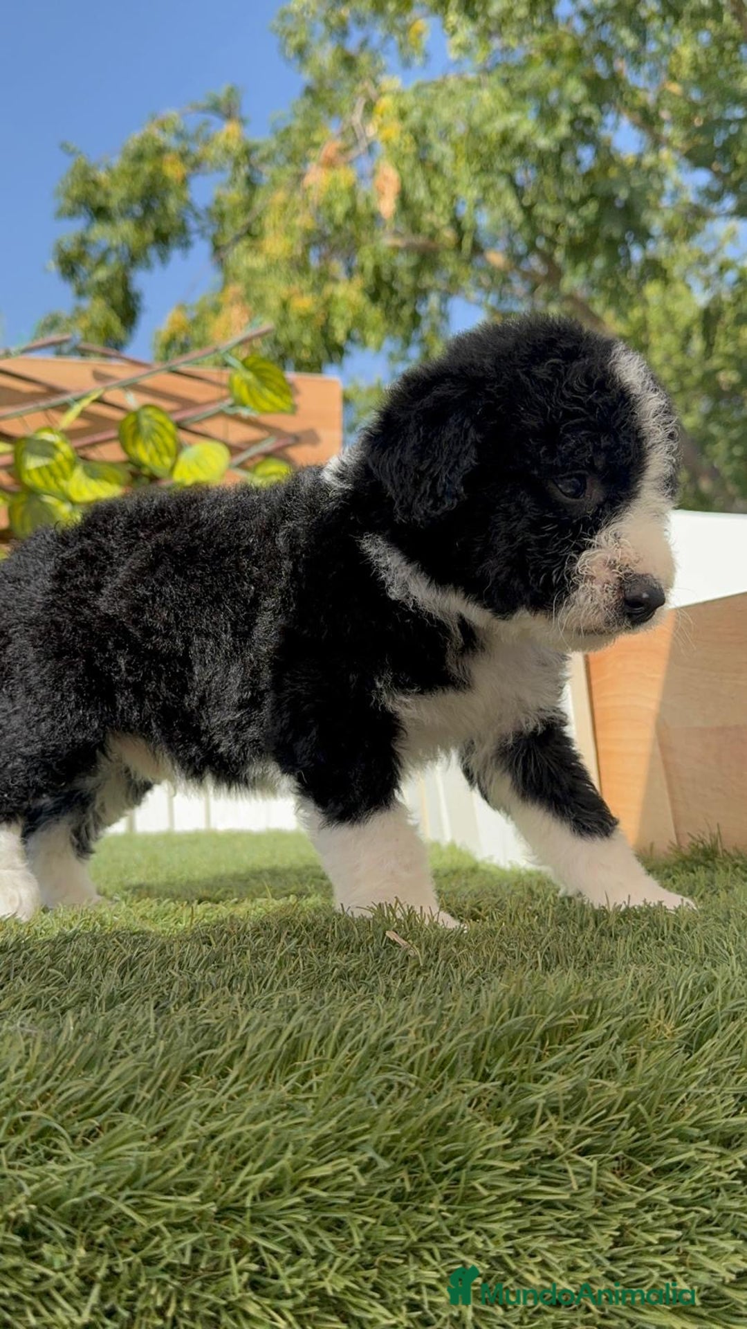 Perro de Agua Español perros en venta: PERRO DE AGUA RABON - Imagen 11