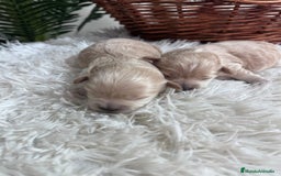 Maltipoo perros en venta: MALTIPOO  - Anuncio 11