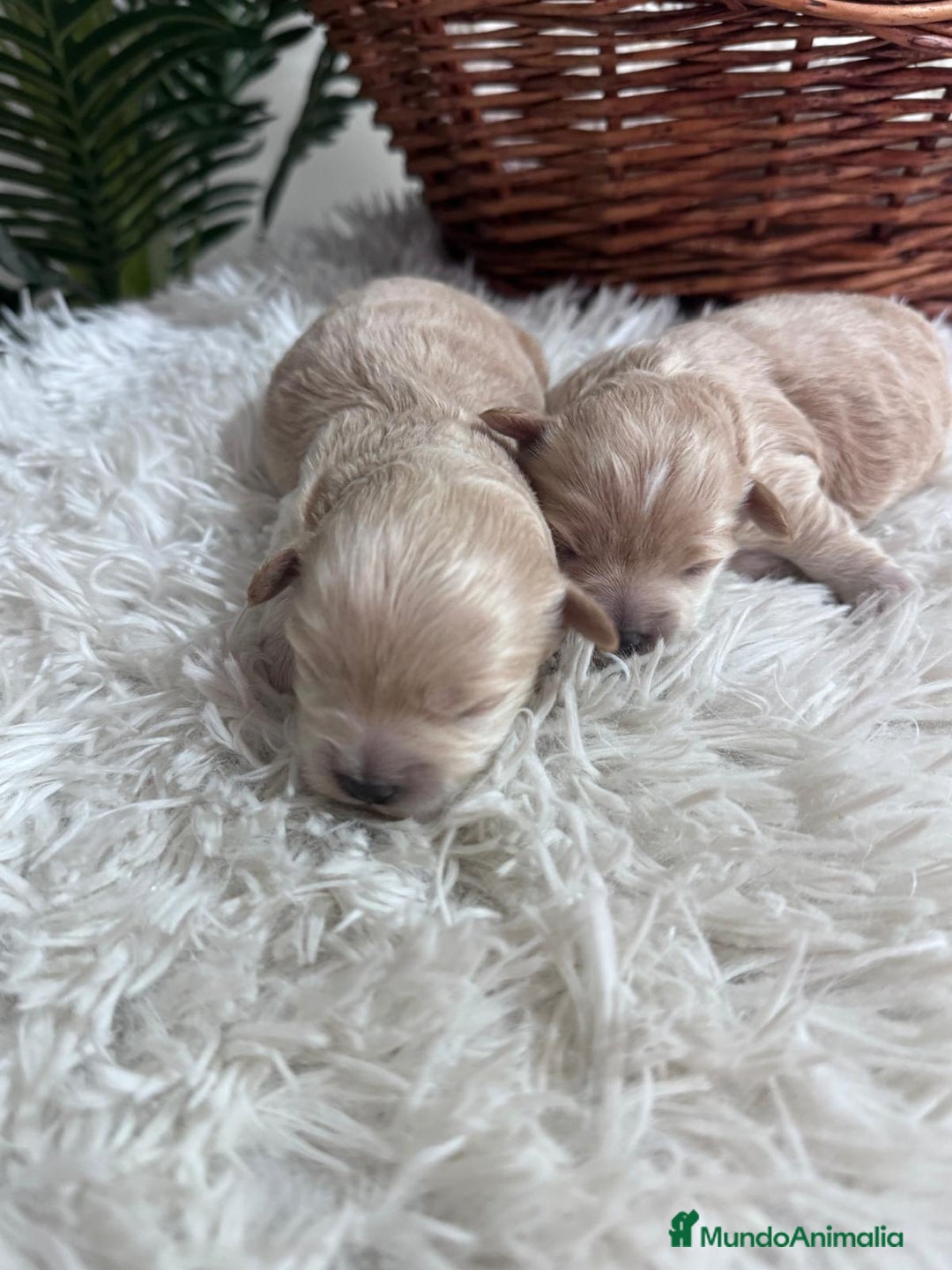 Maltipoo perros en venta: MALTIPOO  - Anuncio 11