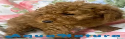 Caniche Mediano perros en venta: Caniche Macho de Camila y Can 7344 en Barcelona - Anuncio 3