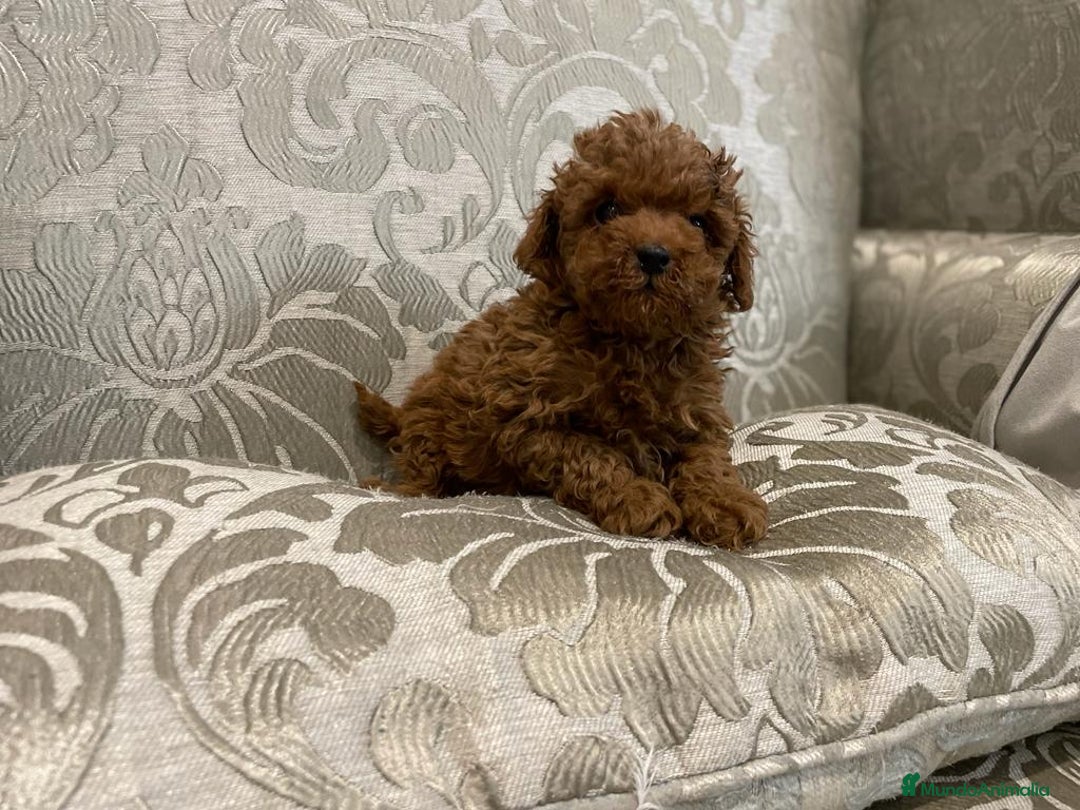 Caniche Toy perros en venta: caniche toy rojo - Anuncio 2