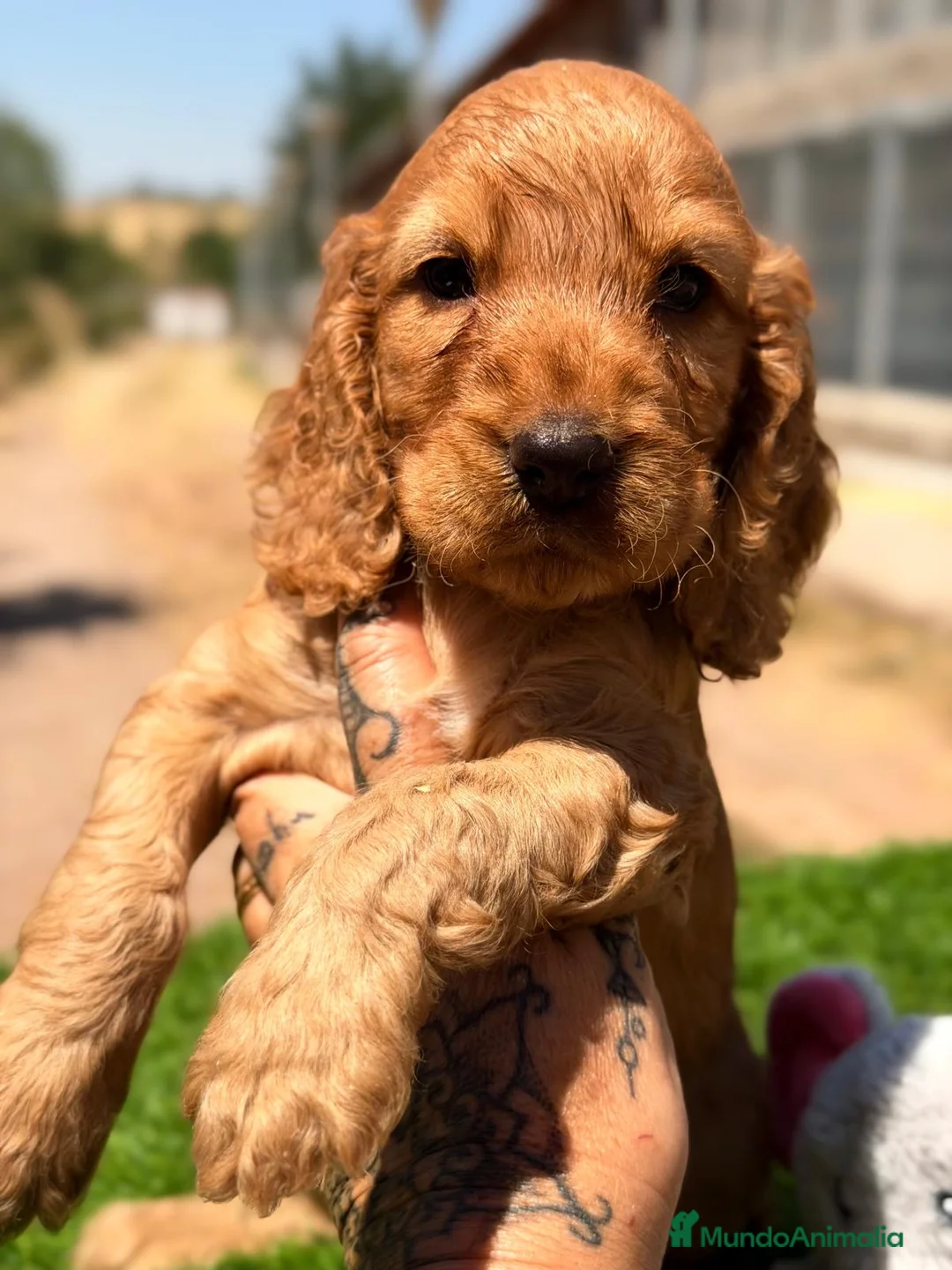 Cocker Spaniel Inglés perros en venta: CAMADA COCKER SPANIEL DORADO - Anuncio 2