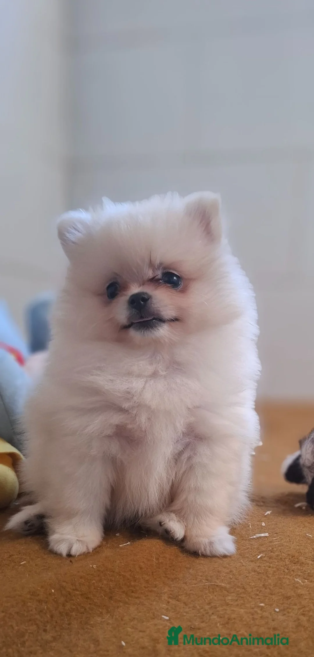 Pomerania perros en venta: POMERANIA - Anuncio 1