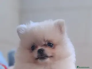 Pomerania perros POMERANIA - Anuncio 3