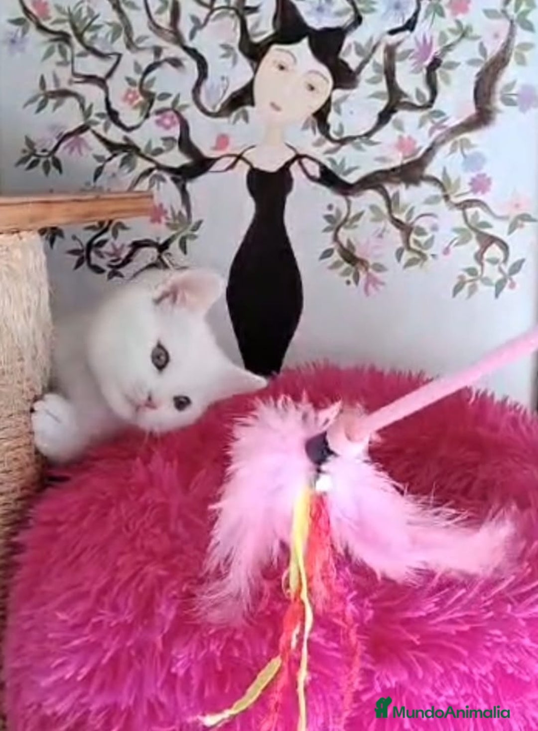 American Shorthair gatos en venta: British Shorthair macho ojos naranjas  - Anuncio 3