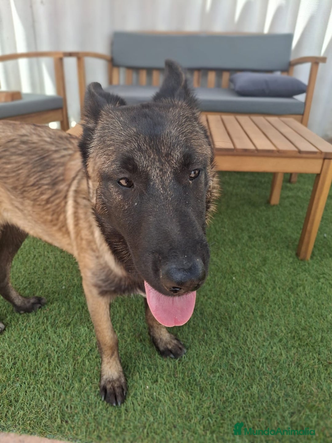 Pastor Belga Malinois perros en venta: Pastor belga malinois  - Imagen 6