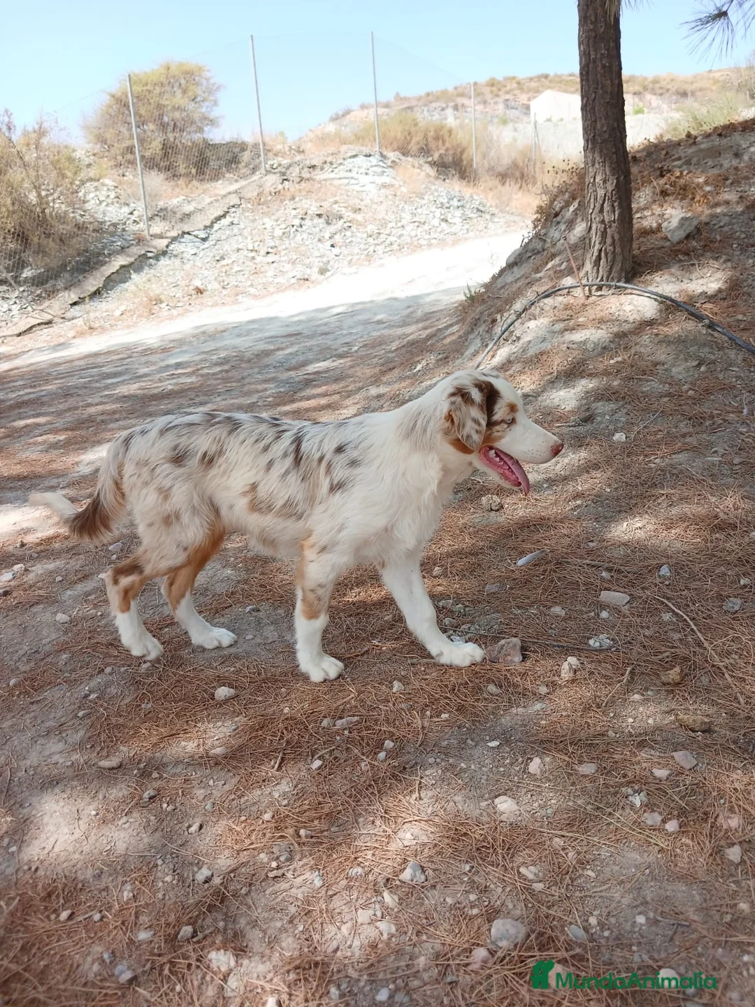Pastor Australiano perros en venta: PASTOR AUSTRALIANO  - Anuncio 10