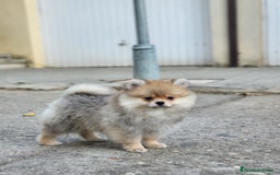 Pomerania perros en venta: Hembrita sable-crema  - Imagen 1