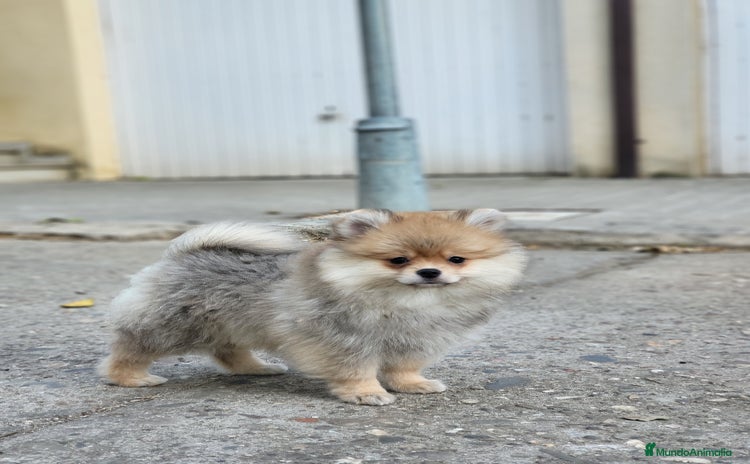 Pomerania perros - Propaganda 16