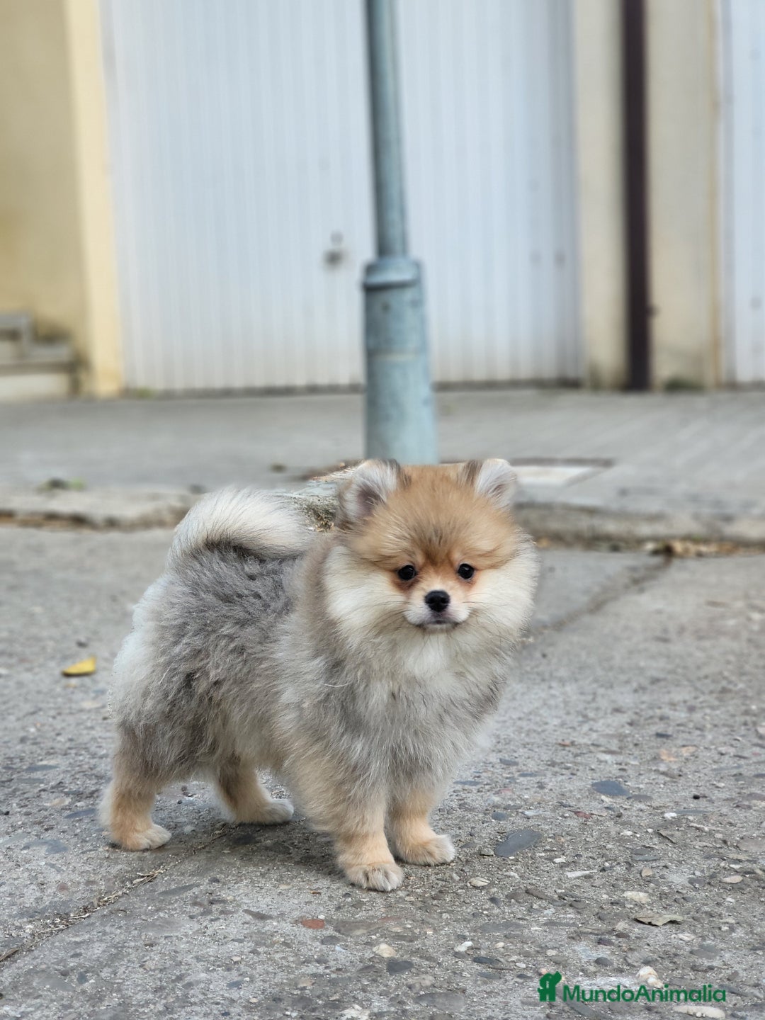 Pomerania perros en venta: Hembrita sable-crema  - Imagen 1
